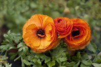 /album/fotogaleria-fotografia-macro/flora-copia-640x480-jpg/